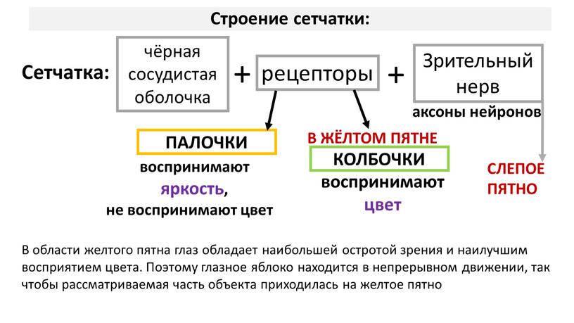 Строение сетчатки: Сетчатка: чёрная сосудистая оболочка рецепторы +