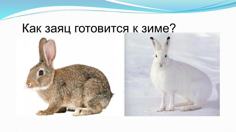 Как заяц готовится к зиме?