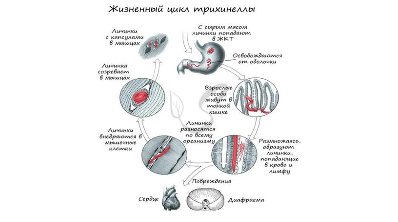 Цикл развития паразитических червей