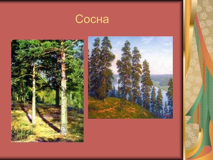 Сосна