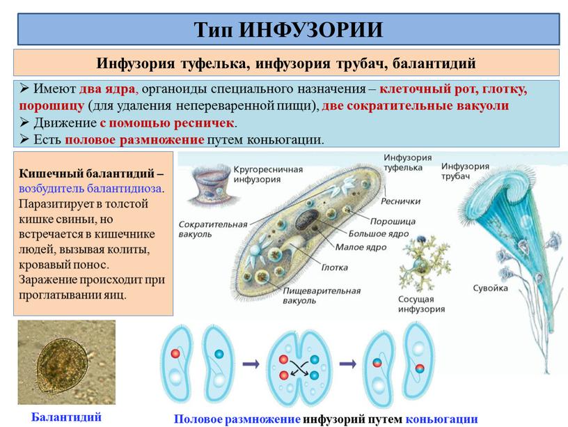 Инфузория туфелька, инфузория трубач, балантидий