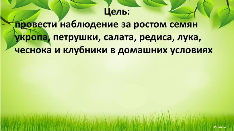 Цель: провести наблюдение за ростом семян укропа, петрушки, салата, редиса, лука, чеснока и клубники в домашних условиях