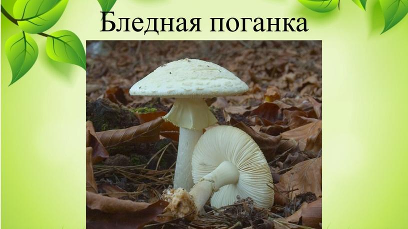 Бледная поганка