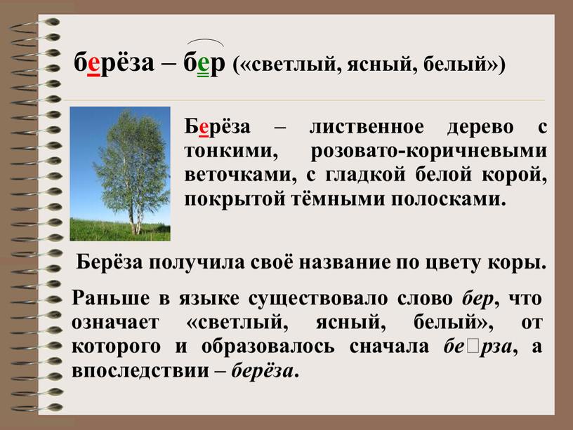 Раньше в языке существовало слово бер , что означает «светлый, ясный, белый», от которого и образовалось сначала берза , а впоследствии – берёза