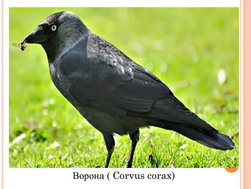 Ворона ( Corvus corax)