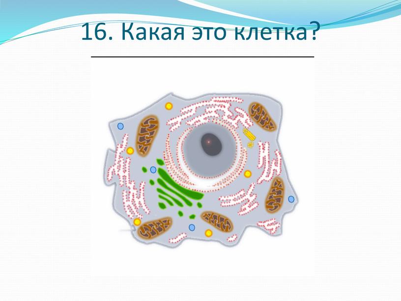 16. Какая это клетка?