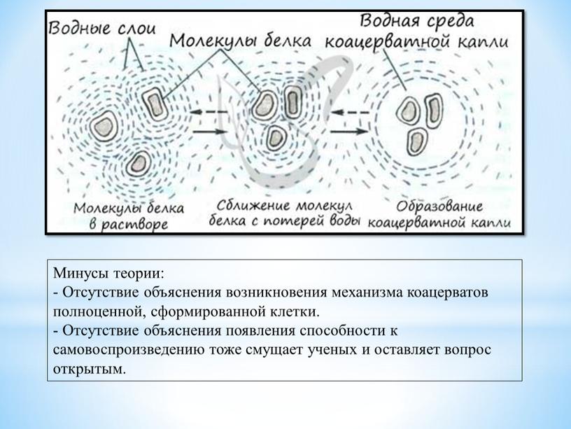 Минусы теории: - Отсутствие объяснения возникновения механизма коацерватов полноценной, сформированной клетки