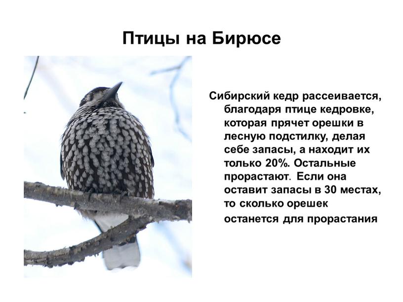 Птицы на Бирюсе Сибирский кедр рассеивается, благодаря птице кедровке, которая прячет орешки в лесную подстилку, делая себе запасы, а находит их только 20%