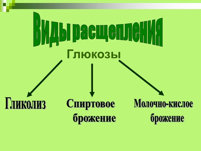 Где: В митохондриях. Виды расщепления