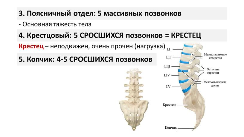 Поясничный отдел: 5 массивных позвонков -