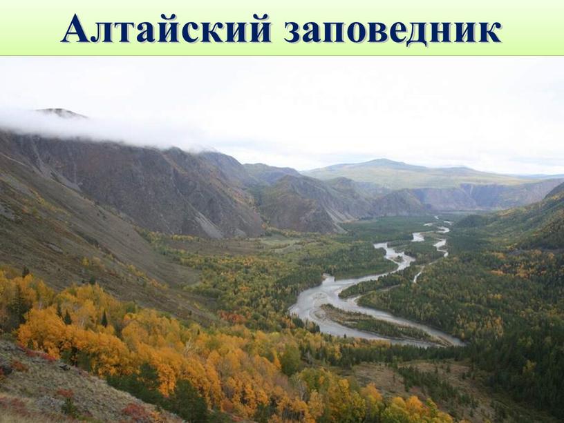 Алтайский заповедник