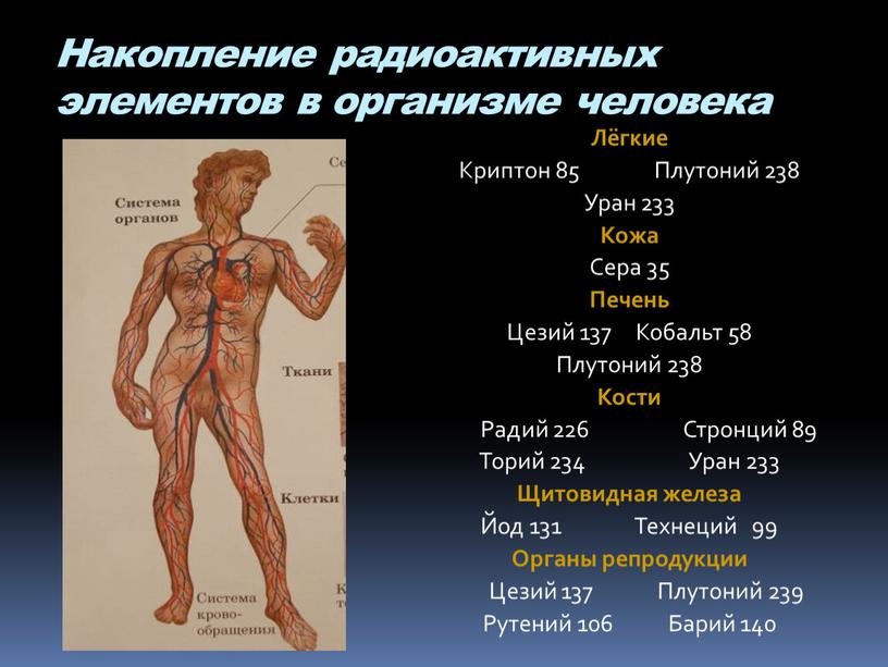 Накопление радиоактивных элементов в организме человека