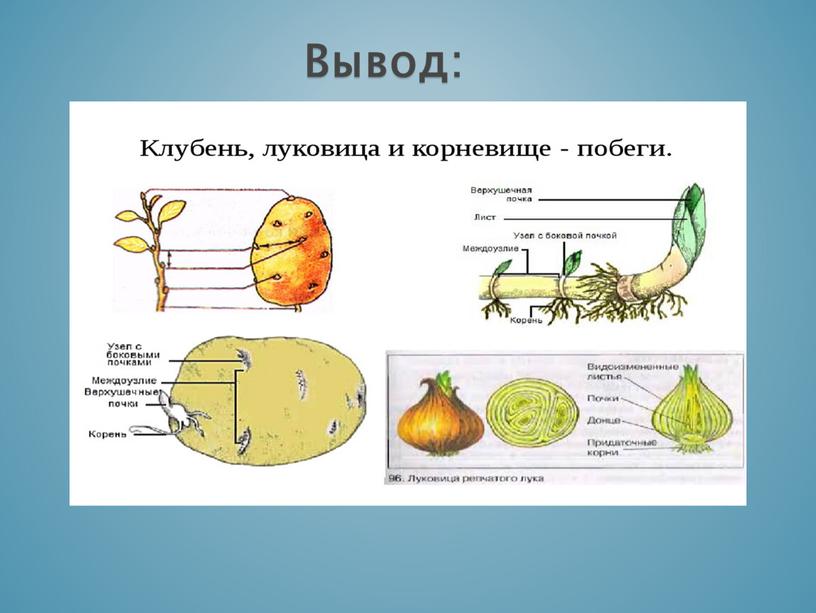 Презентация по биологии 6 класс "Видоизменения побегов