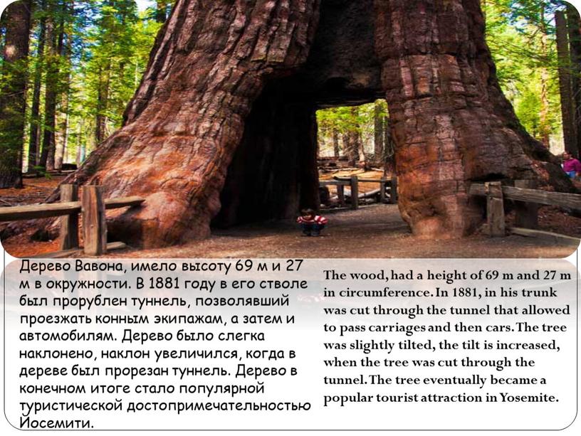 Дерево Вавона, имело высоту 69 м и 27 м в окружности