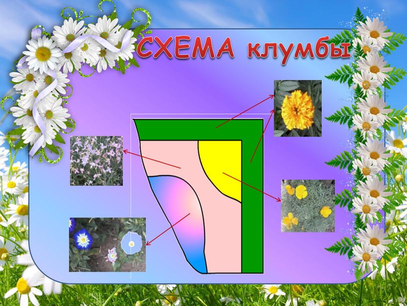 СХЕМА клумбы