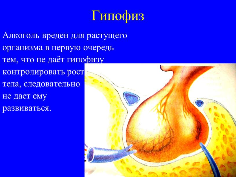 Гипофиз Алкоголь вреден для растущего организма в первую очередь тем, что не даёт гипофизу контролировать рост тела, следовательно не дает ему развиваться