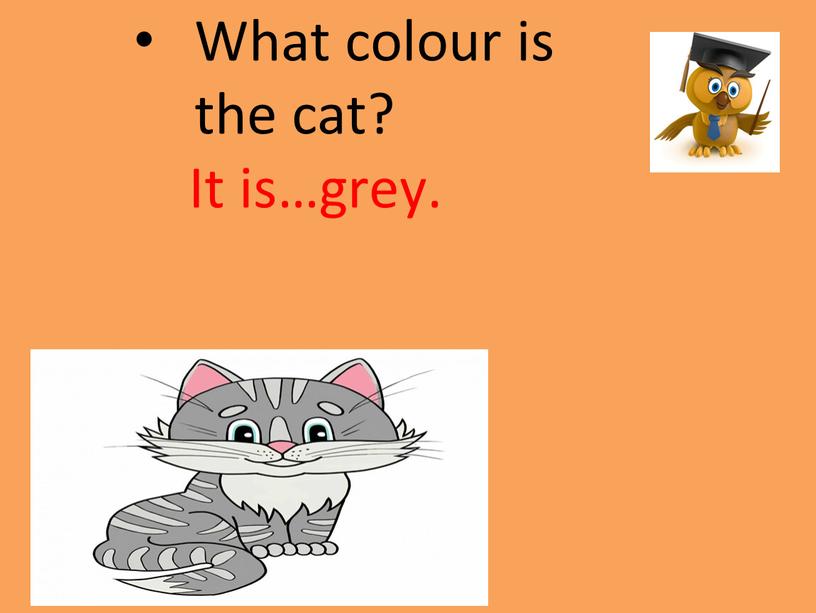 What colour is the cat? It is…grey