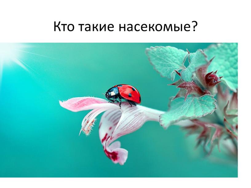 Кто такие насекомые?