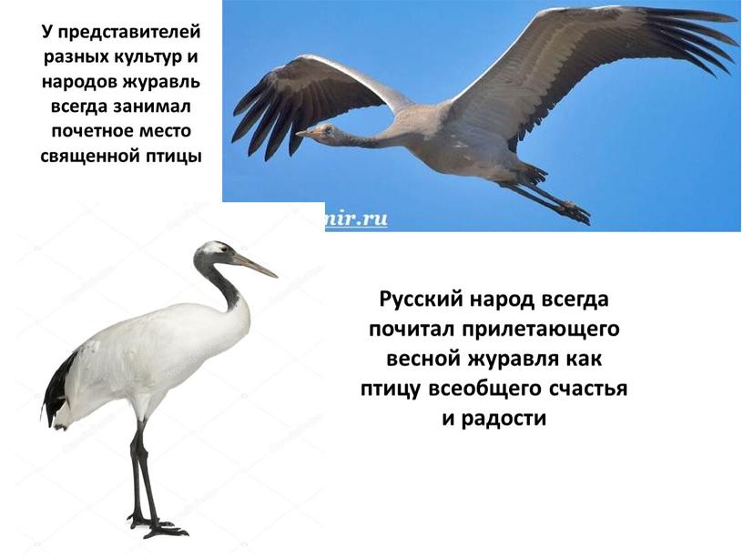 У представителей разных культур и народов журавль всегда занимал почетное место священной птицы