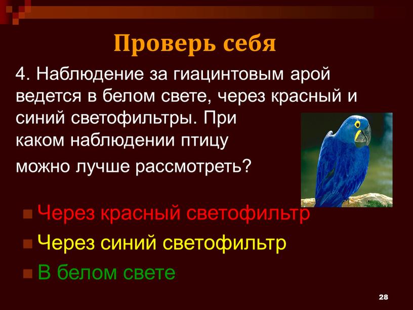 Наблюдение за гиацинтовым арой ведется в белом свете, через красный и синий светофильтры