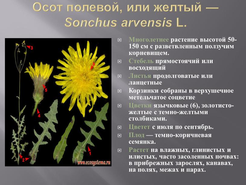 Осот полевой, или желтый — Sonchus arvensis