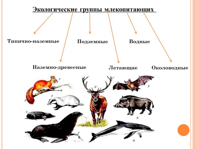 Экологические группы млекопитающих презентация