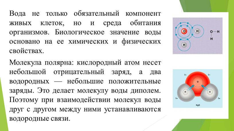 Вода не только обязательный компонент живых клеток, но и среда обитания организмов