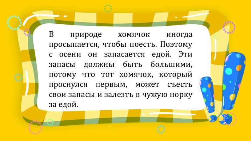 В природе хомячок иногда просыпается, чтобы поесть