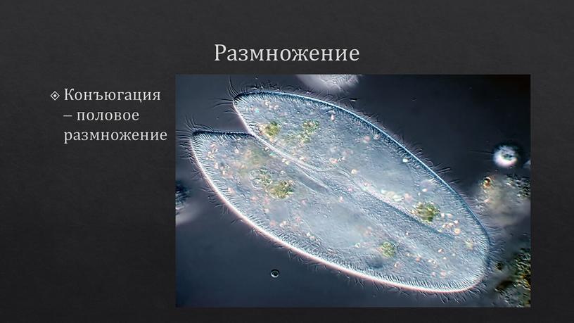 Размножение Конъюгация – половое размножение