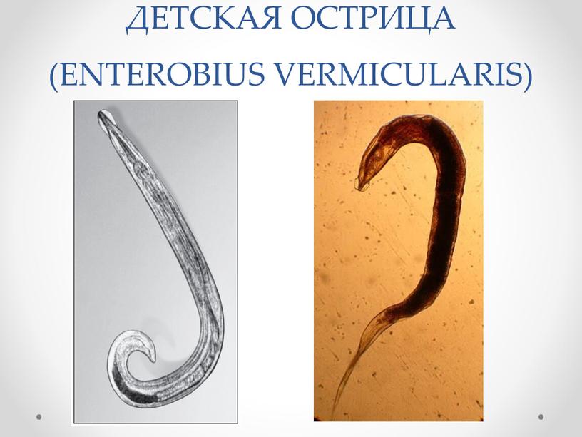 ДЕТСКАЯ ОСТРИЦА (ENTEROBIUS VERMICULARIS)