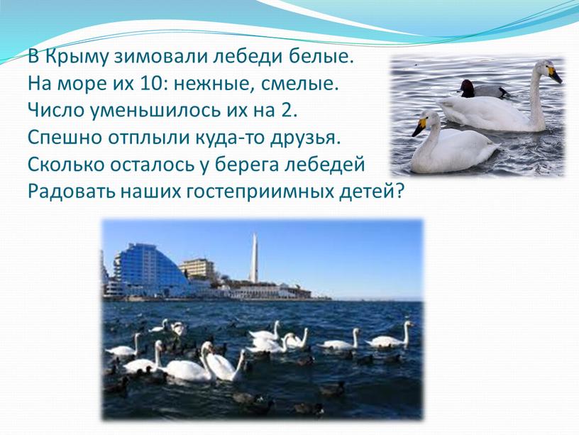 В Крыму зимовали лебеди белые.