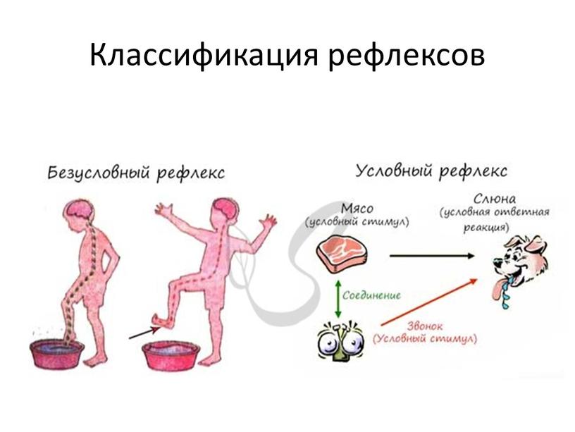 Классификация рефлексов