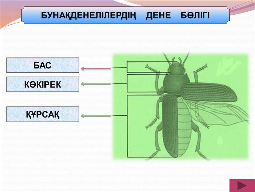 БАС КӨКІРЕК ҚҰРСАҚ БУНАҚДЕНЕЛІЛЕРДІҢ