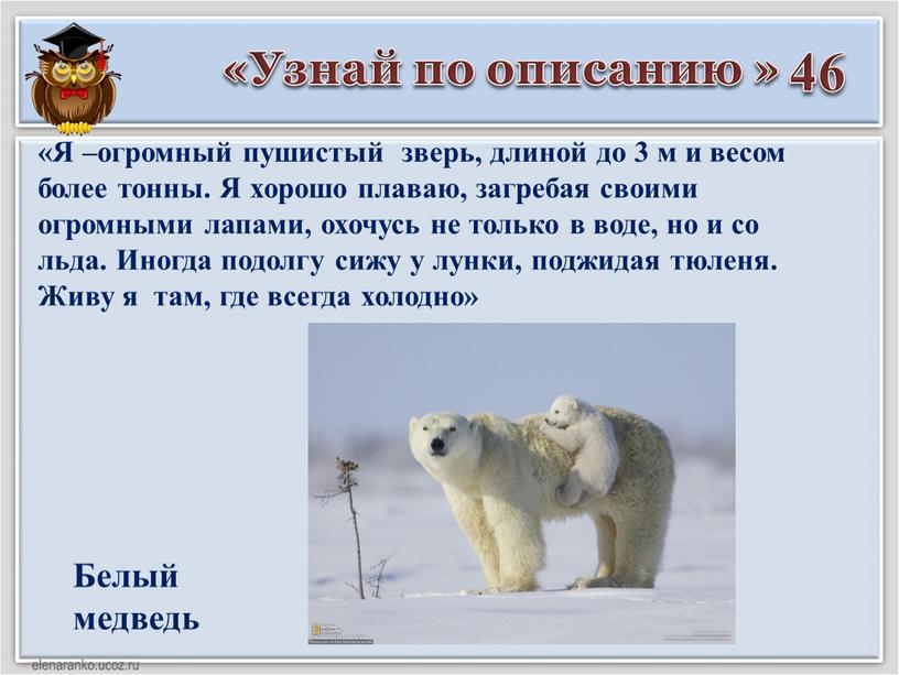 Узнай по описанию » 46 Белый медведь «Я –огромный пушистый зверь, длиной до 3 м и весом более тонны