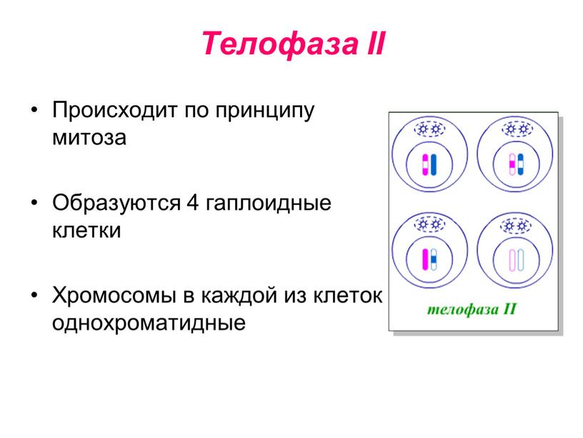 Телофаза II Происходит по принципу митоза