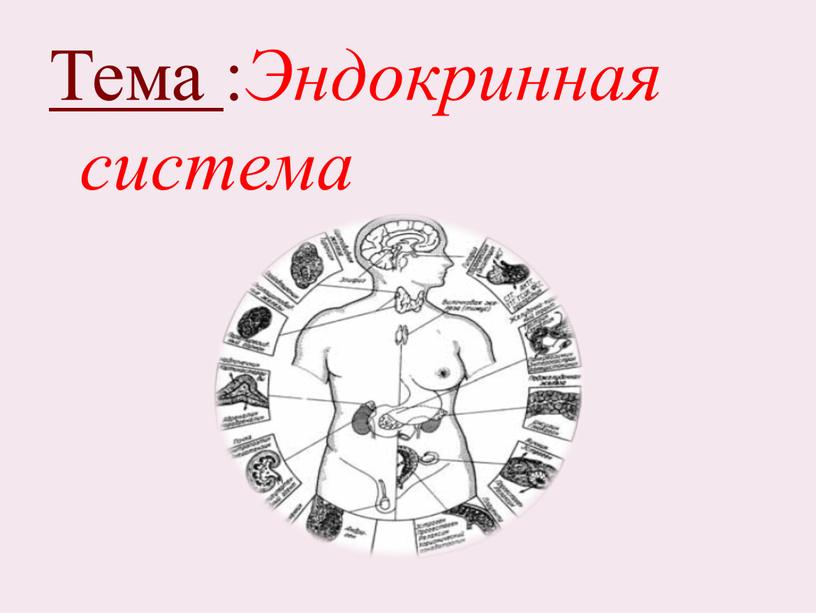 Тема : Эндокринная система