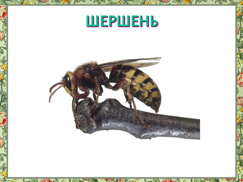 ШЕРШЕНЬ