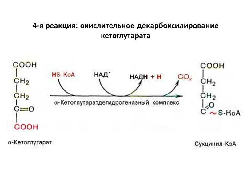 Кетоглутарат