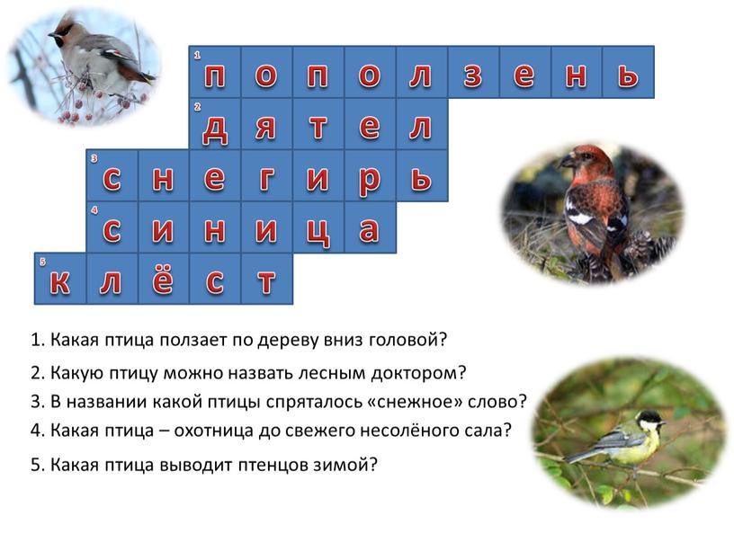 Какая птица ползает по дереву вниз головой? 2