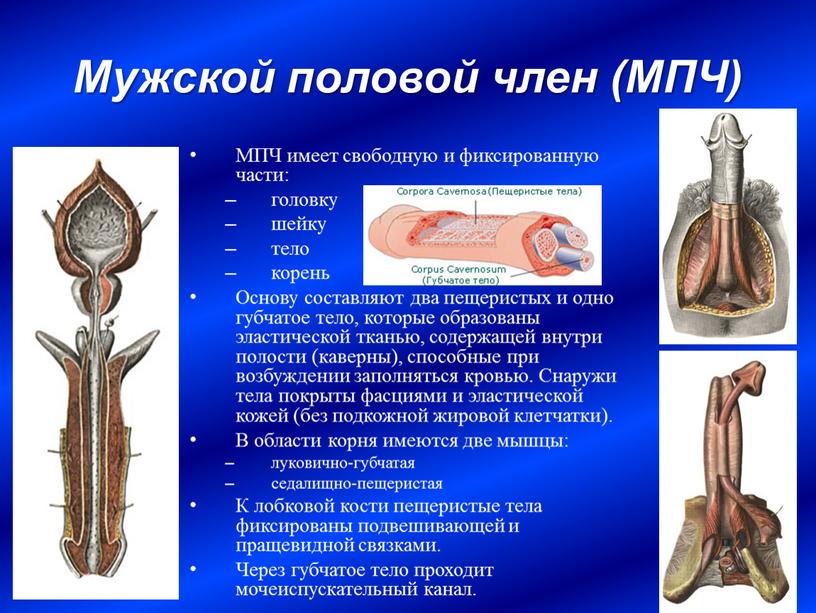 Мужской половой член (МПЧ) МПЧ имеет свободную и фиксированную части: головку шейку тело корень