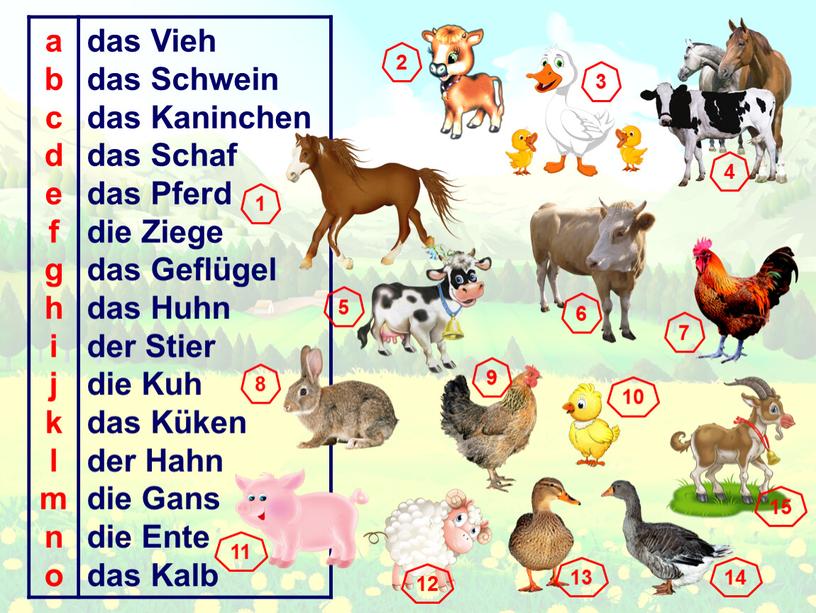 Vieh das Schwein das Kaninchen das