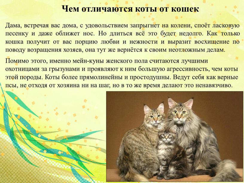 Чем отличаются коты от кошек Дама, встречая вас дома, с удовольствием запрыгнет на колени, споёт ласковую песенку и даже оближет нос