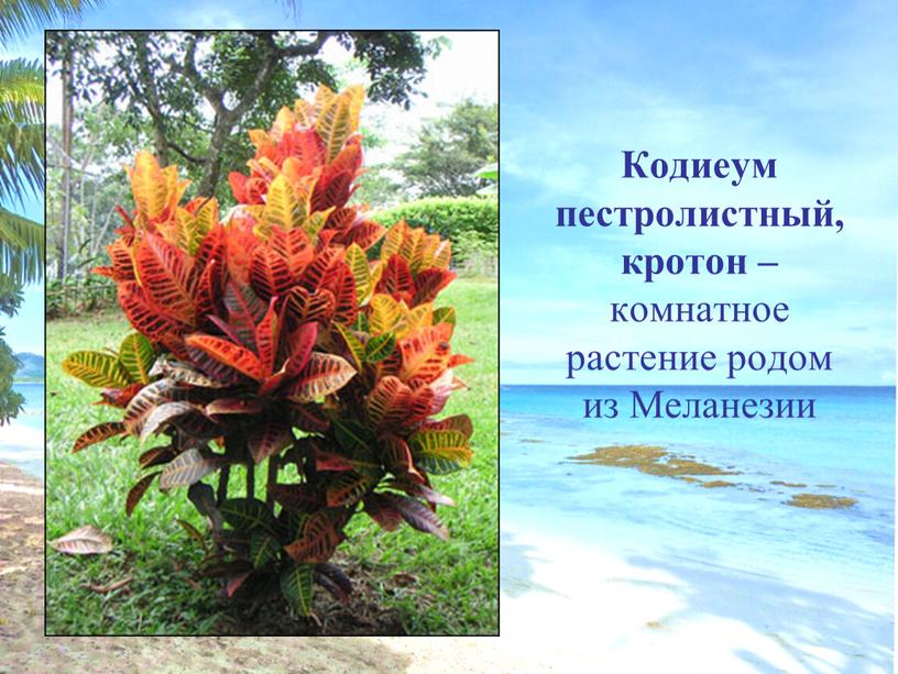 Кодиеум пестролистный, кротон – комнатное растение родом из