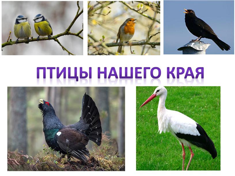 Птицы нашего края