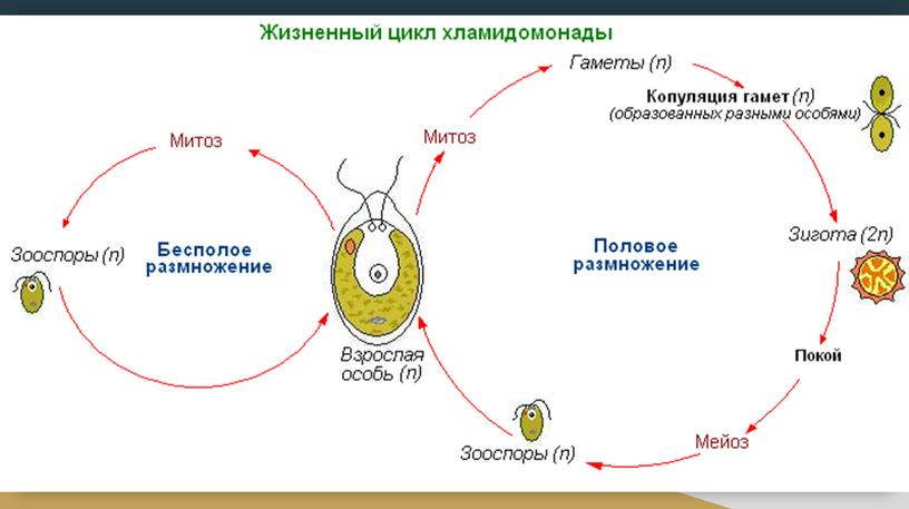 Ботаника. Водоросли. Споровые растения.