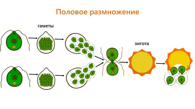 Половое размножение гаметы зигота