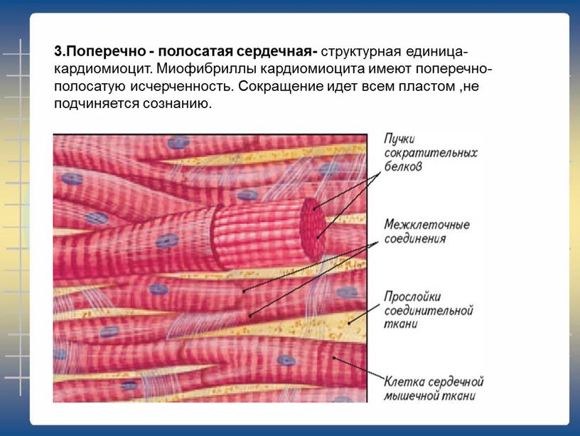 Поперечно - полосатая сердечная- структурная единица- кардиомиоцит