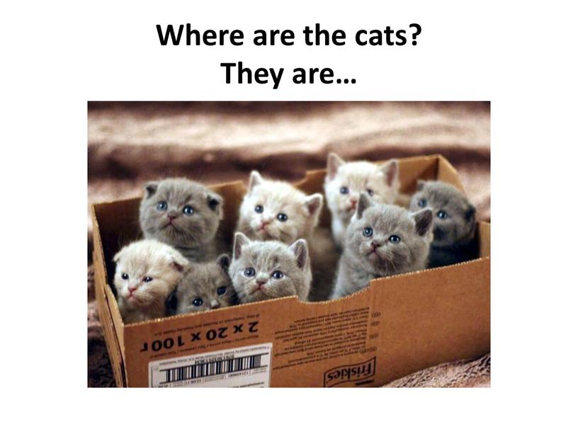 Where are the cats? They are…