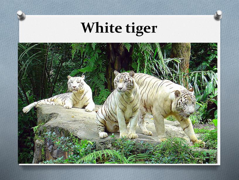 White tiger