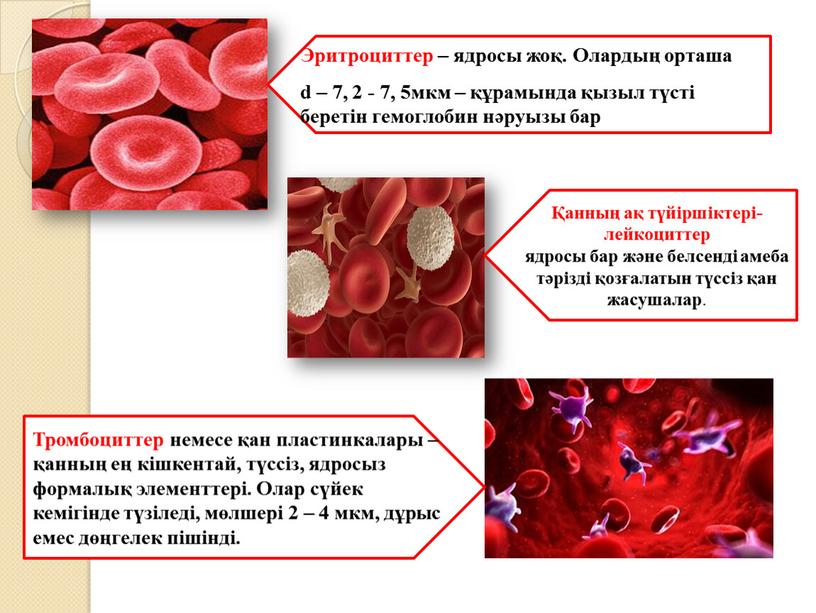 Эритроциттер – ядросы жоқ. Олардың орташа d – 7, 2 - 7, 5мкм – құрамында қызыл түсті беретін гемоглобин нәруызы бар Қанның ақ түйіршіктері- лейкоциттер…